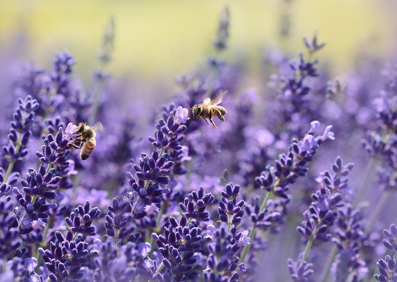 Bee friendly planting