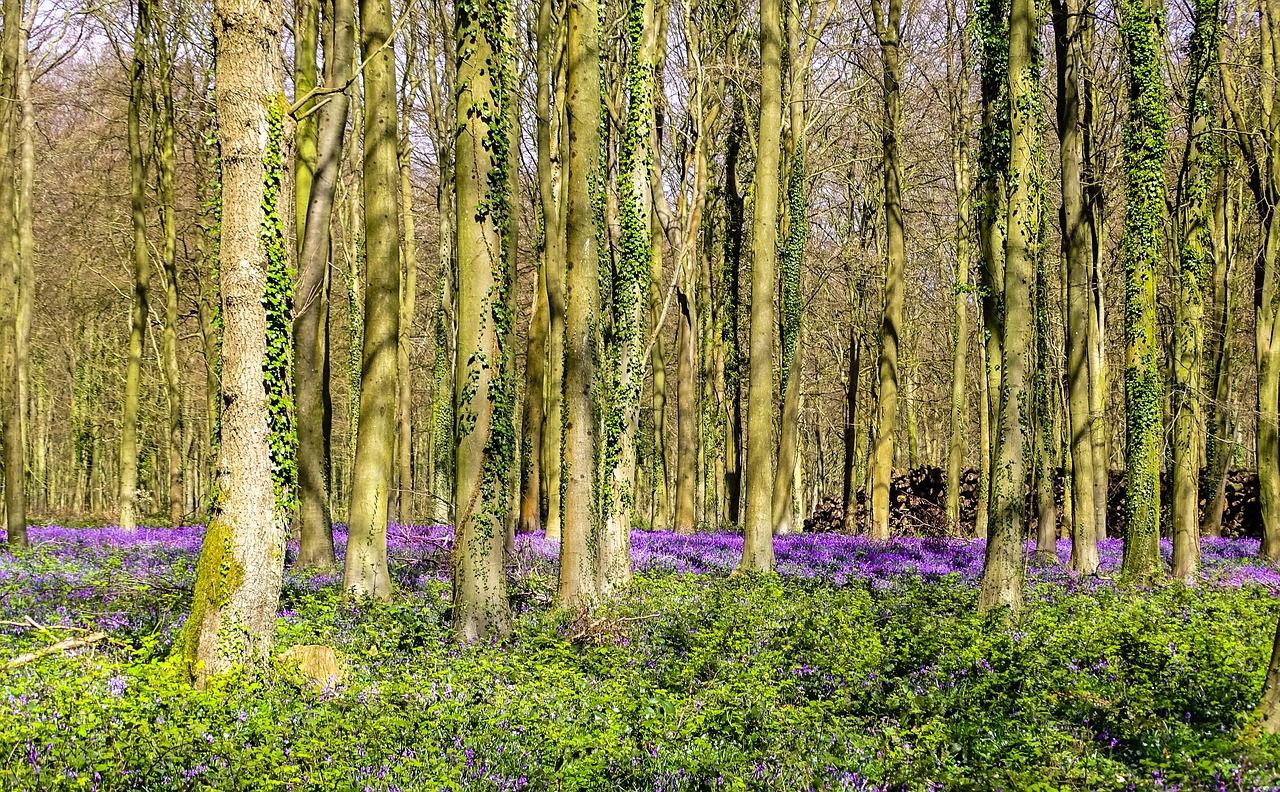 Own your own woodland